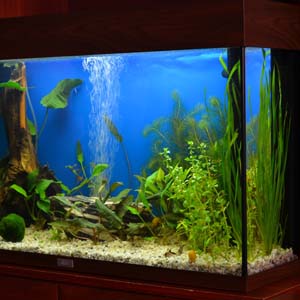 Винилография и тонировка аквариума Брест