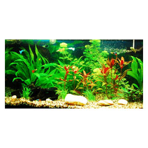 Задний фон для аквариума А-06 Брест