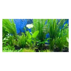 Задний фон для аквариума А-08 Брест