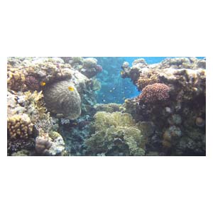 Задний фон для аквариума А-10 Брест