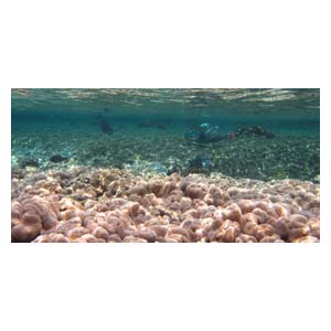 Задний фон для аквариума А-11 Брест