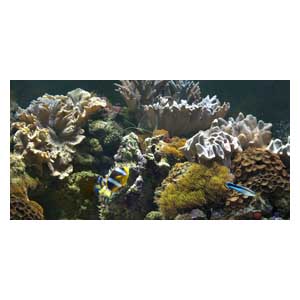 Задний фон для аквариума А-12 Брест