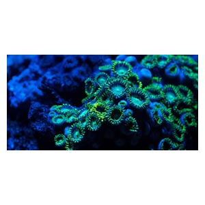 Задний фон для аквариума А-13 Брест