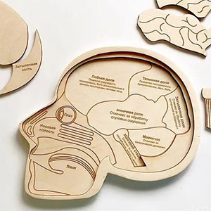 plywood plan layout puzzle anatomy head lasercut router for cnc dxf cdr ai pdf Пазл Анатомия голова лазерная резка оригинал макет чертеж схема шаблон эскиз из фанеры из дерева из оргстекла