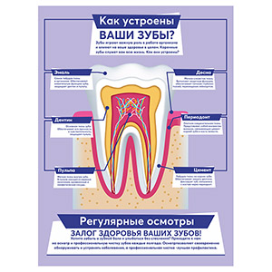 Стенд 161. Как устроены ваши зубы для школы информационный стенд для информации для карманов на стену большого размера оригинал макет