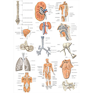 Стенд 192. Анатомия плакат на латинском Cпланхнология стенды для детского сада в группу, для школы, с карманами кармашками, охрана труда для школы информационный стенд для информации для карманов на стену большого размера оригинал макет