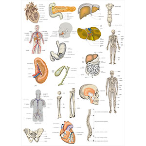 Стенд 193. Анатомия плакат на латинском Cпланхнология стенды для детского сада в группу, для школы, с карманами кармашками, охрана труда для школы информационный стенд для информации для карманов на стену большого размера оригинал макет